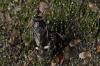 140222 – Photo : Fabricius – France (13)