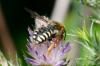 140781 – Photo : Fabricius – France (13)
