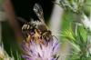 140779 – Photo : Fabricius – France (13)