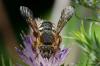 140784 – Photo : Fabricius – France (13)