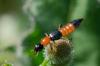 140657 – Photo : Fabricius – France (13)