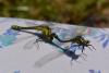 140843 – Photo : Bertrand Piney – France (44)