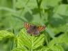 140594 – Photo : Anne-Flore – France (01)
