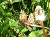 140255 – Photo : Limenitis78 – France (77)