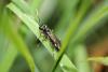 140010 – Photo : P-Y Gloaguen – France (29)