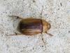Rhizotrogus aestivus