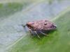 Issus coleoptratus
