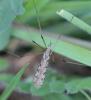 140708 – Photo : Renko Usami – France (59)