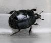 Margarinotus ignobilis