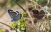 140369 – Photo : Dominique THAUVIN – France (85)