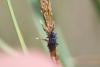 140981 – Photo : rainette – France (88)