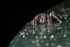 140821 – Photo : Vincent MATHEZ – France (74)