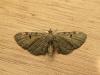 140484 – Photo : jeromebubu – France (81)