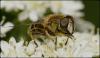 140985 – Photo : Marc ERARD – France (29)