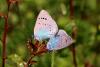 140623 – Photo : Michel Ehrhardt – France (68)