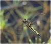 140998 – Photo : Benoit Guillon – France (86)