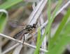 140644 – Photo : patrick derennes – France (77)