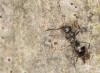 140531 – Photo : patrick derennes – France (60)