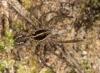 140503 – Photo : patrick derennes – France (77)
