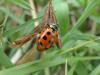 140029 – Photo : Mickaël Villemagne – France (13)