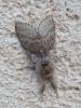 140714 – Photo : Bobabar – France (95)