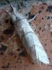 140713 – Photo : Bobabar – France (95)