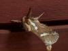 140661 – Photo : Bobabar – France (95)
