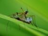 Ptychoptera lacustris