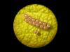 140639 – Photo : Antoine Racine – France (29)