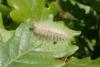 140880 – Photo : Yannick Mourgues – France (48)
