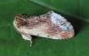 140541 – Photo : Jc.grandmaire – France (05)
