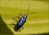 140283 – Photo : Andgelo Mombert – France (39)
