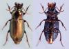 Harpalus distinguendus