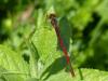 140427 – Photo : Anne-Flore – France (01)
