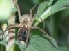 Pisaura mirabilis