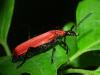 Pyrochroa coccinea