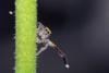 140001 – Photo : Thomas Roppenecker – Belgique