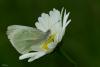 140386 – Photo : Castor – France (49)