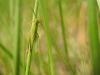 140500 – Photo : David Sannier – France (30)