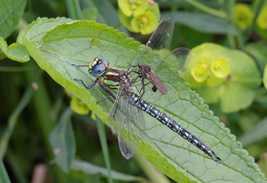 Pierre SENGEZ - Brachytron pratense - réf. 140920 (850 x 583 pixels, 120 ko)