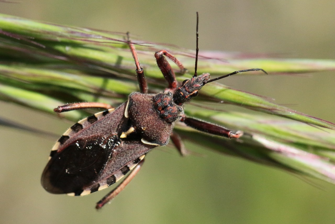 Michel Ehrhardt - Rhynocoris (Rhynocoris) erythropus - réf. 140217 (1280 x 854 pixels, 209 ko)