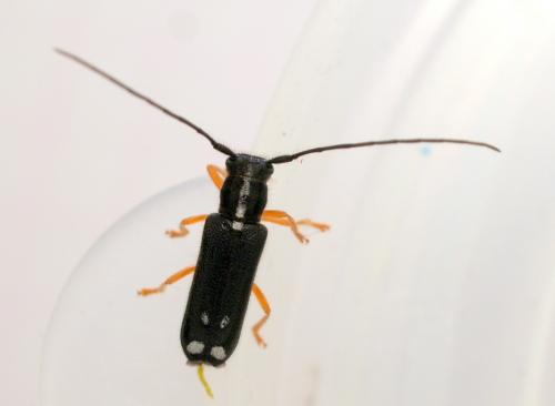Réf. 141 229 : Menesia bipunctata
