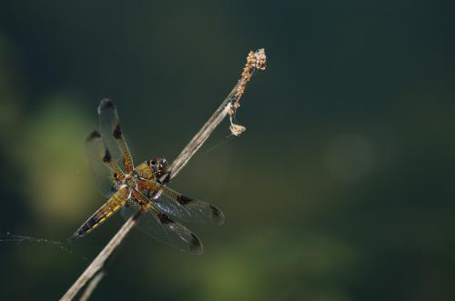 Libellula quadrimaculata