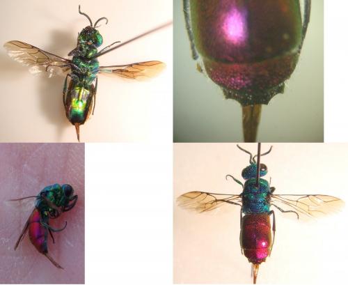 Réf. 141 155 : Chrysis terminata