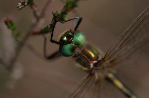 Oxygastra curtisii