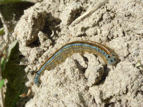 Malacosoma neustria