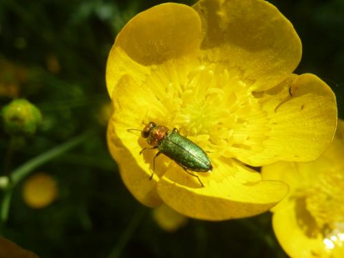 Anthaxia nitidula