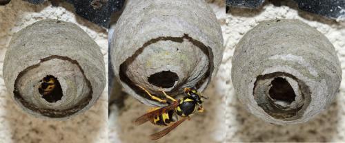 Vespula germanica