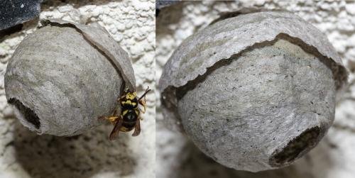 Vespula germanica
