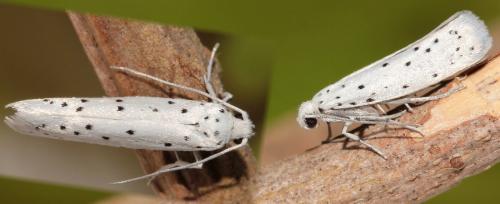 Réf. 141 758 : Yponomeuta cagnagella